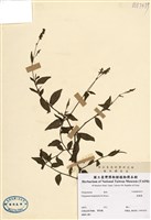 藏品(睫穗蓼)的圖片